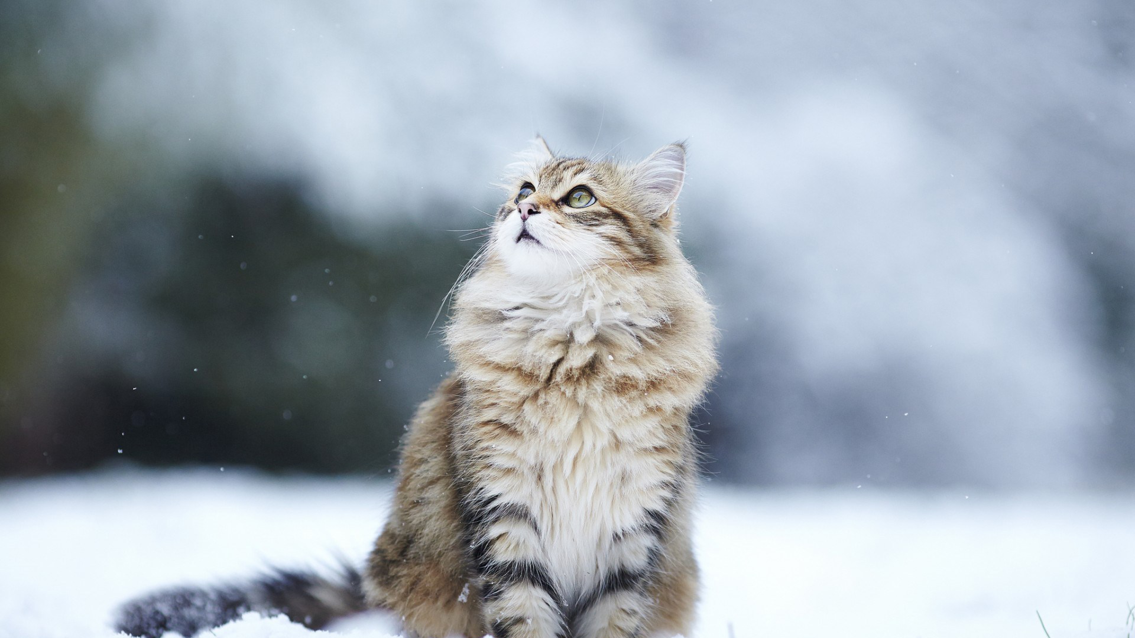 Norwegian Forest Cat Personality Profile