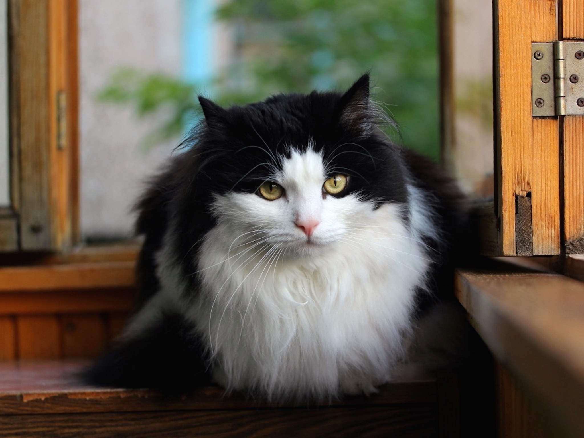 Norwegian Forest Cat