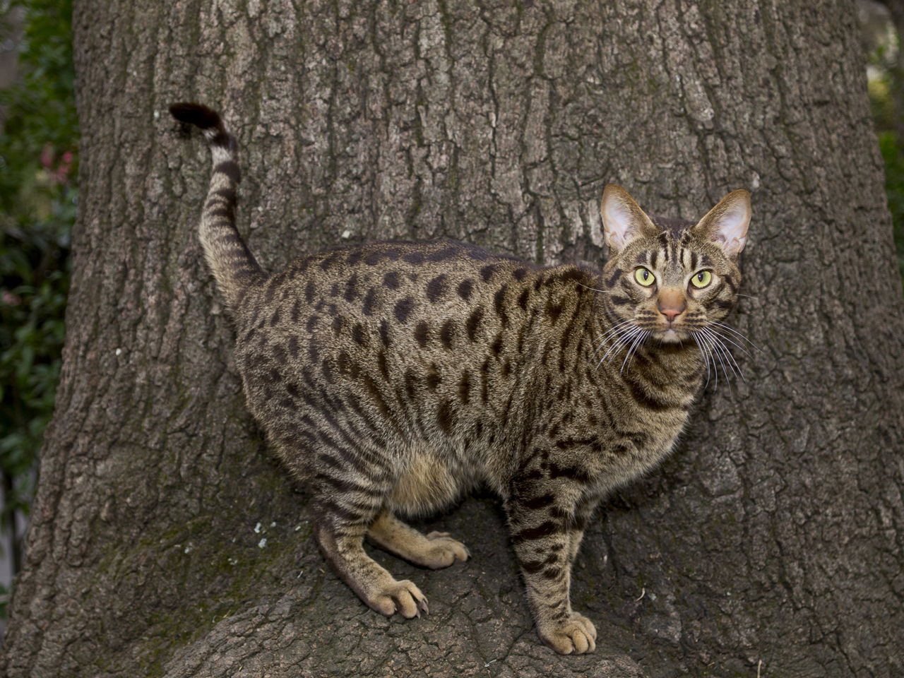 Ocicat photo 2