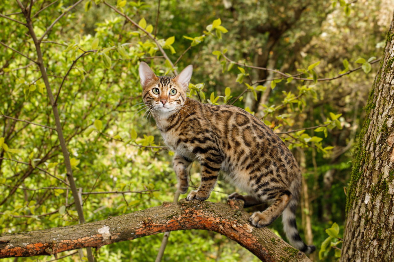 Ocicat photo 3