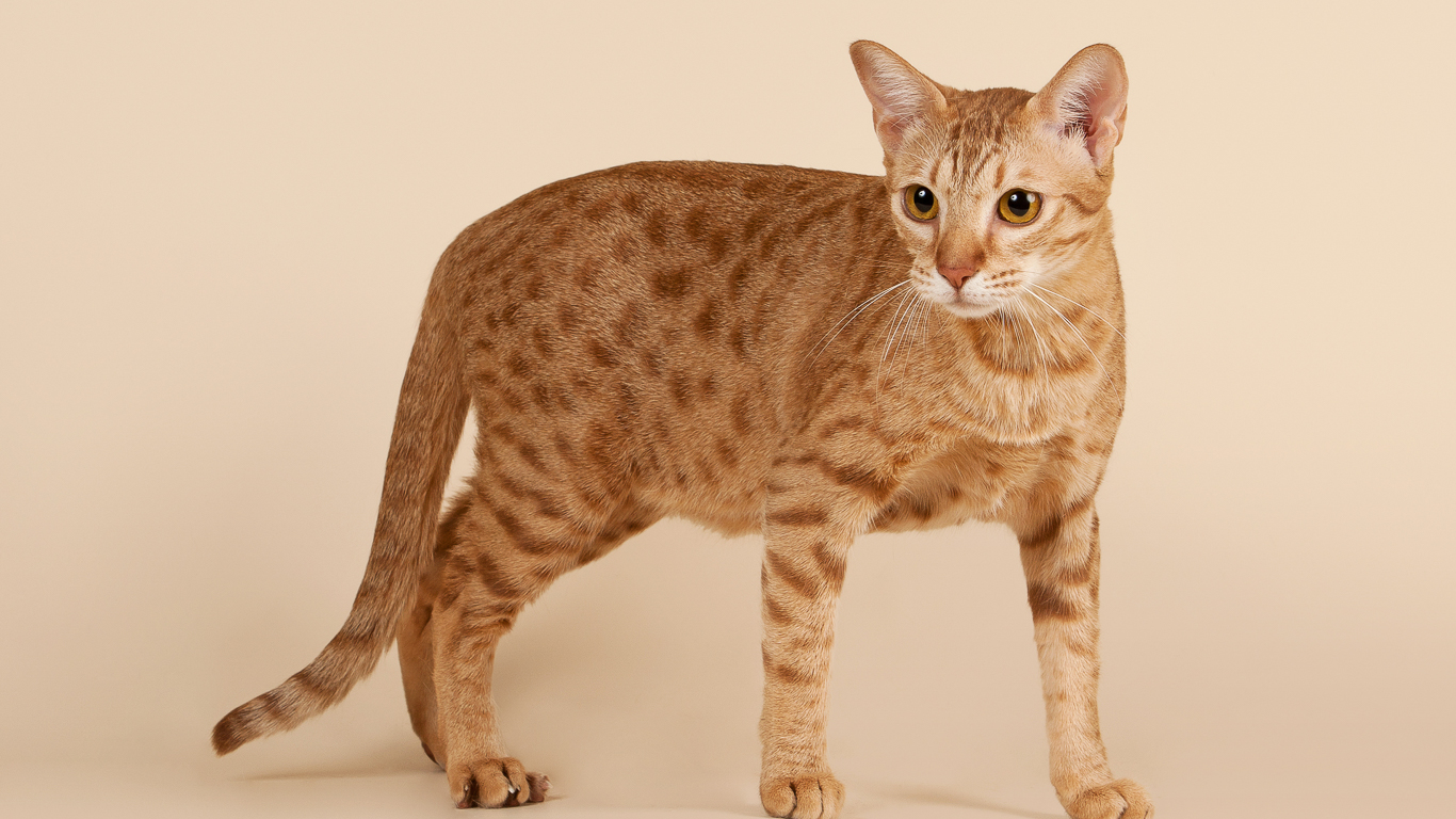 Ocicat photo 4