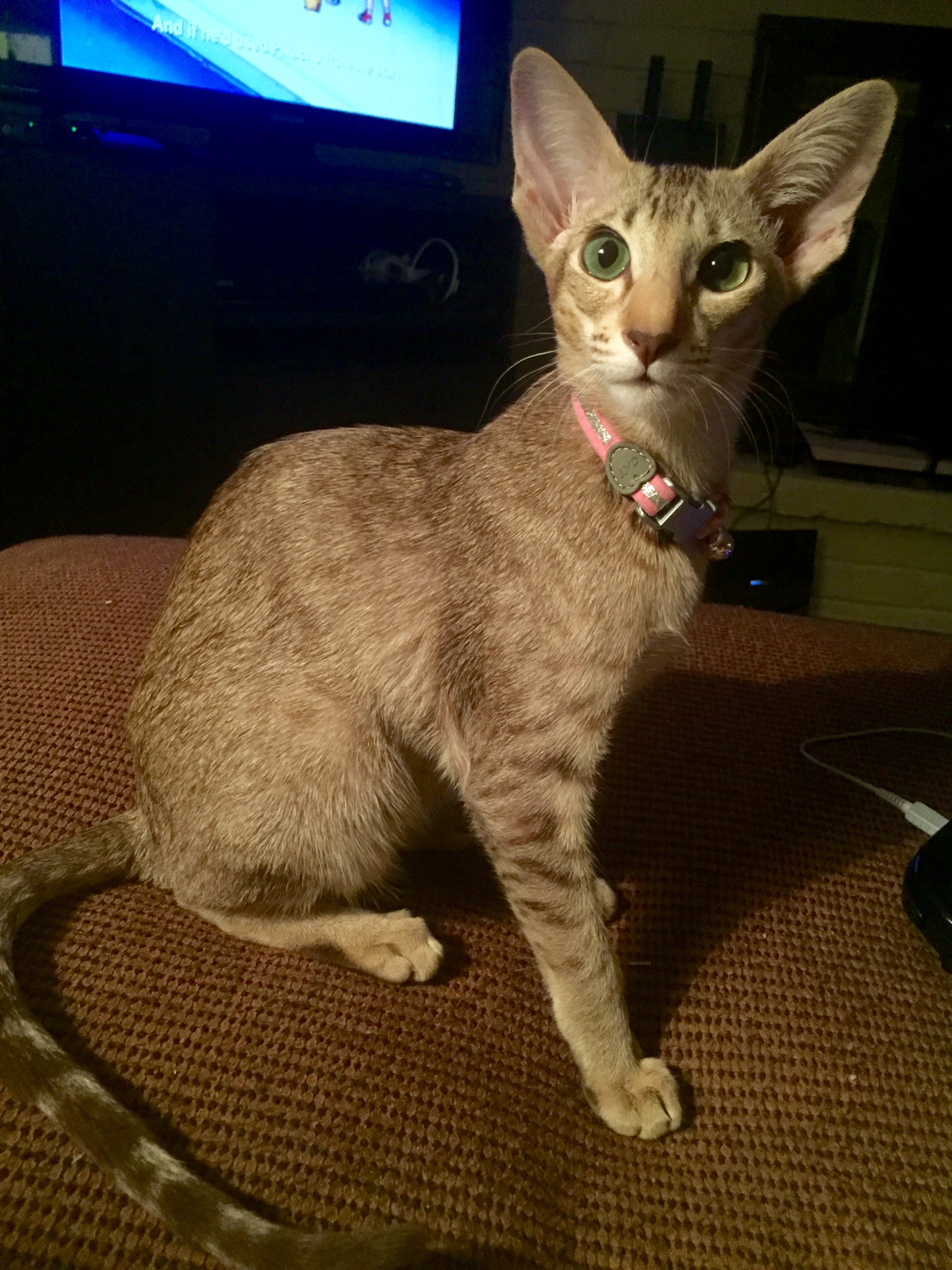 Oriental Longhair photo 4