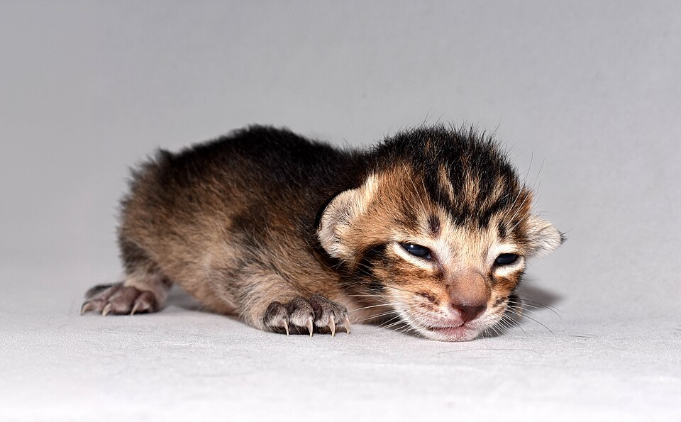 Oriental Shorthair photo 2