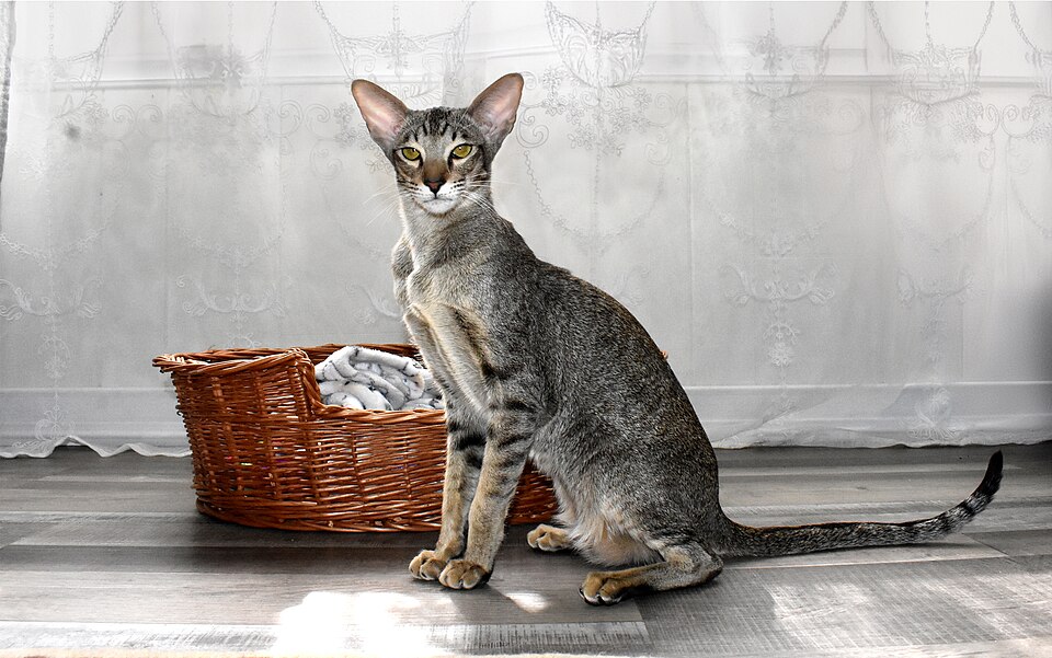 Oriental Shorthair photo 4