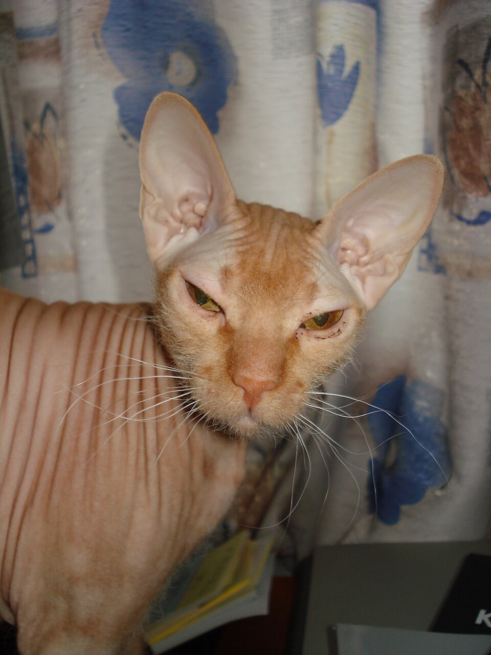 Peterbald photo 3