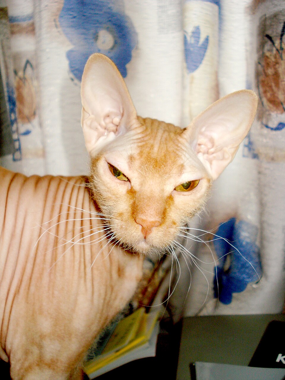 Peterbald photo 4