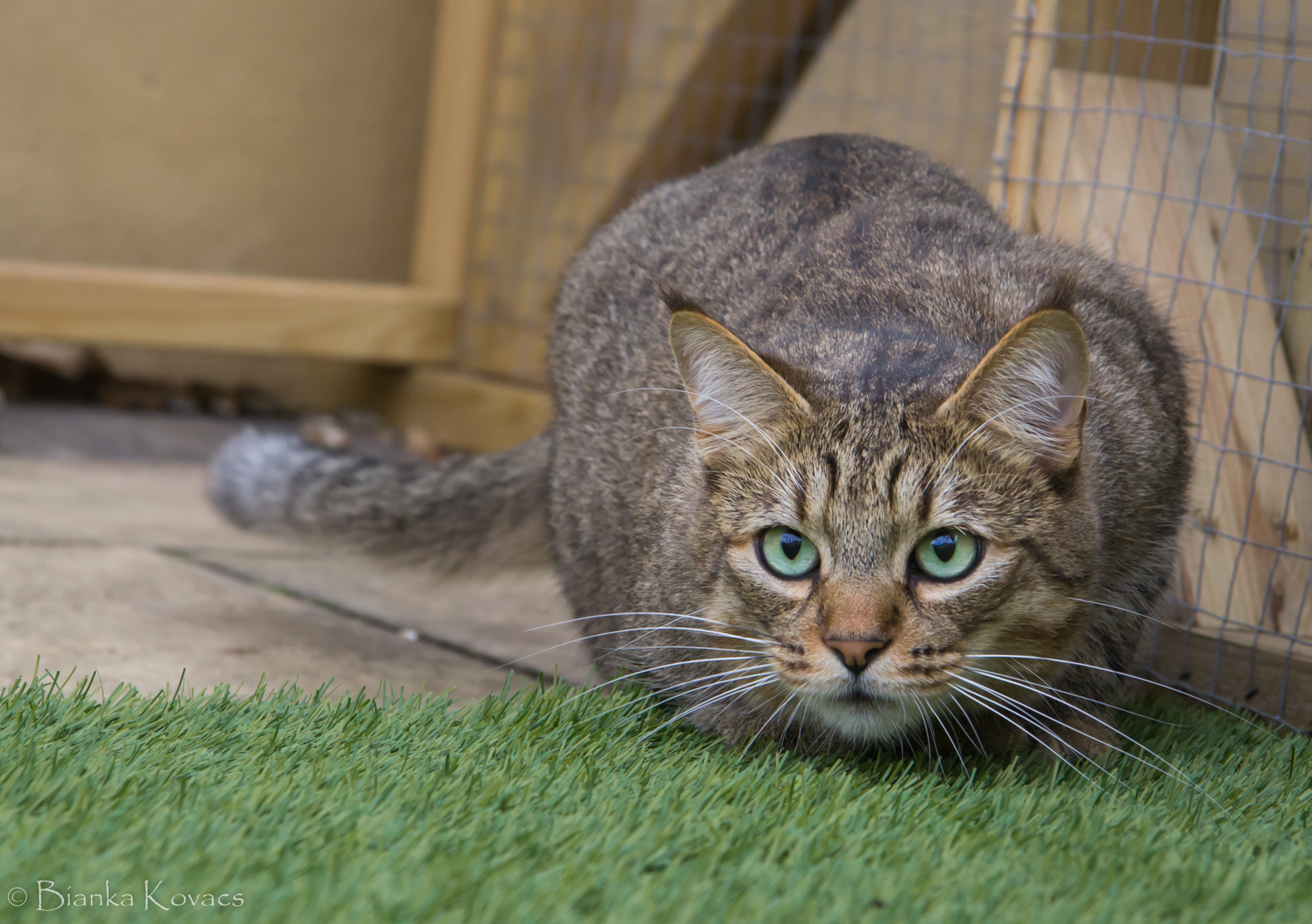 Size & Physical Traits