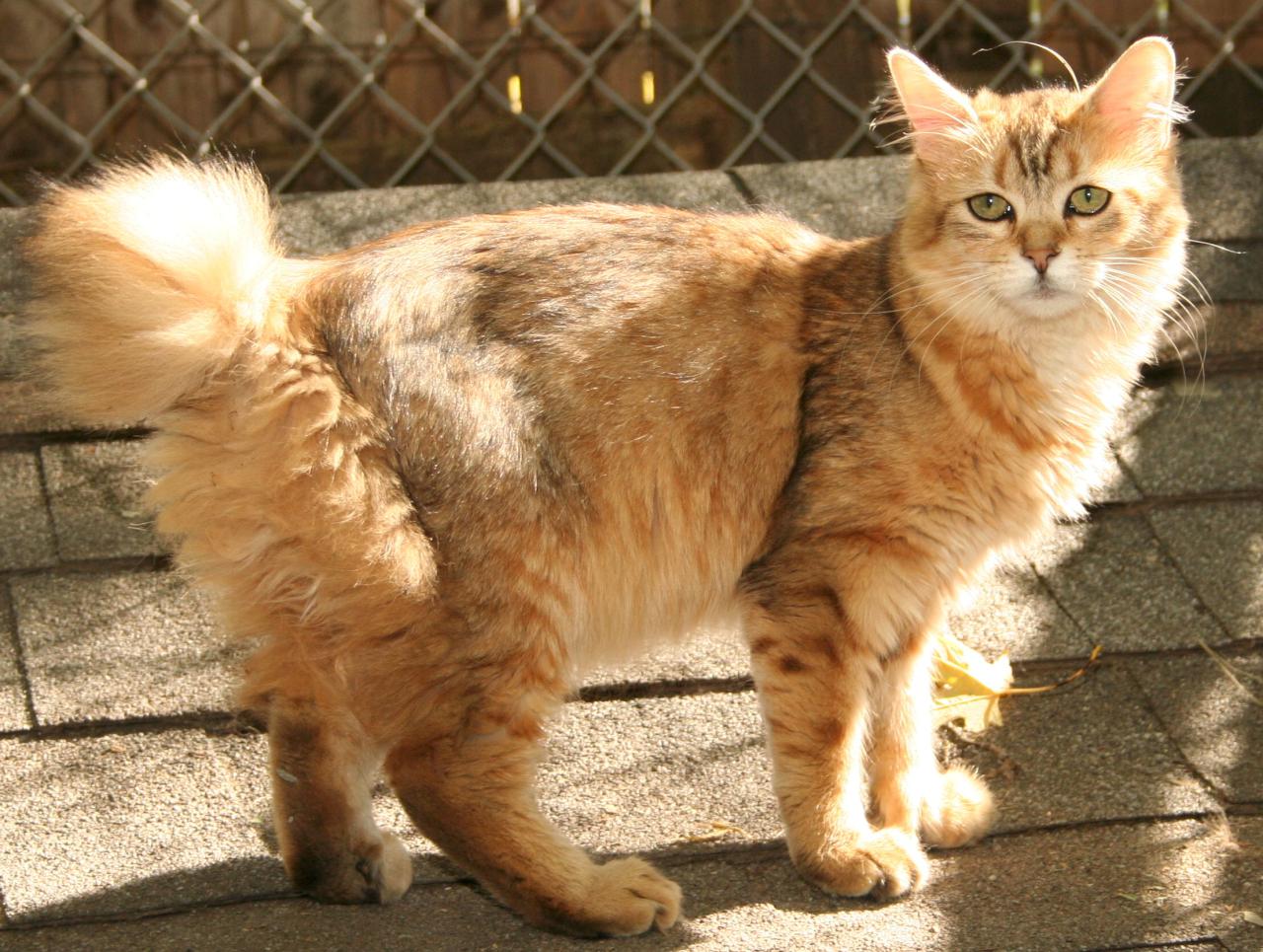 Pixie-Bob Personality Profile