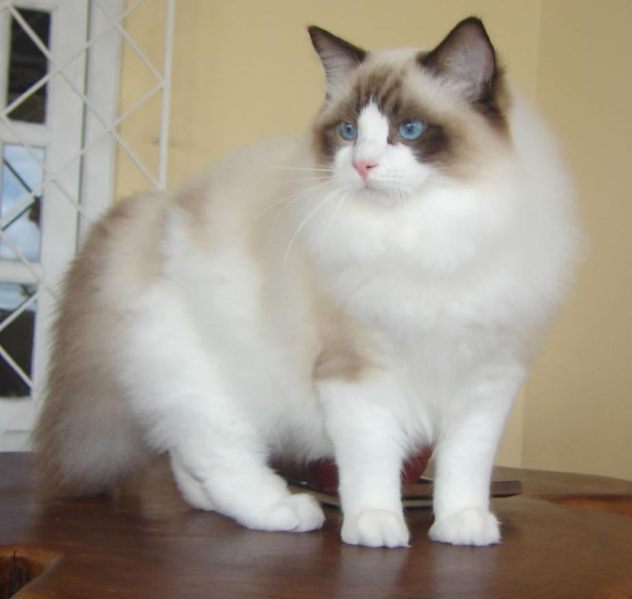 Ragdoll photo 3