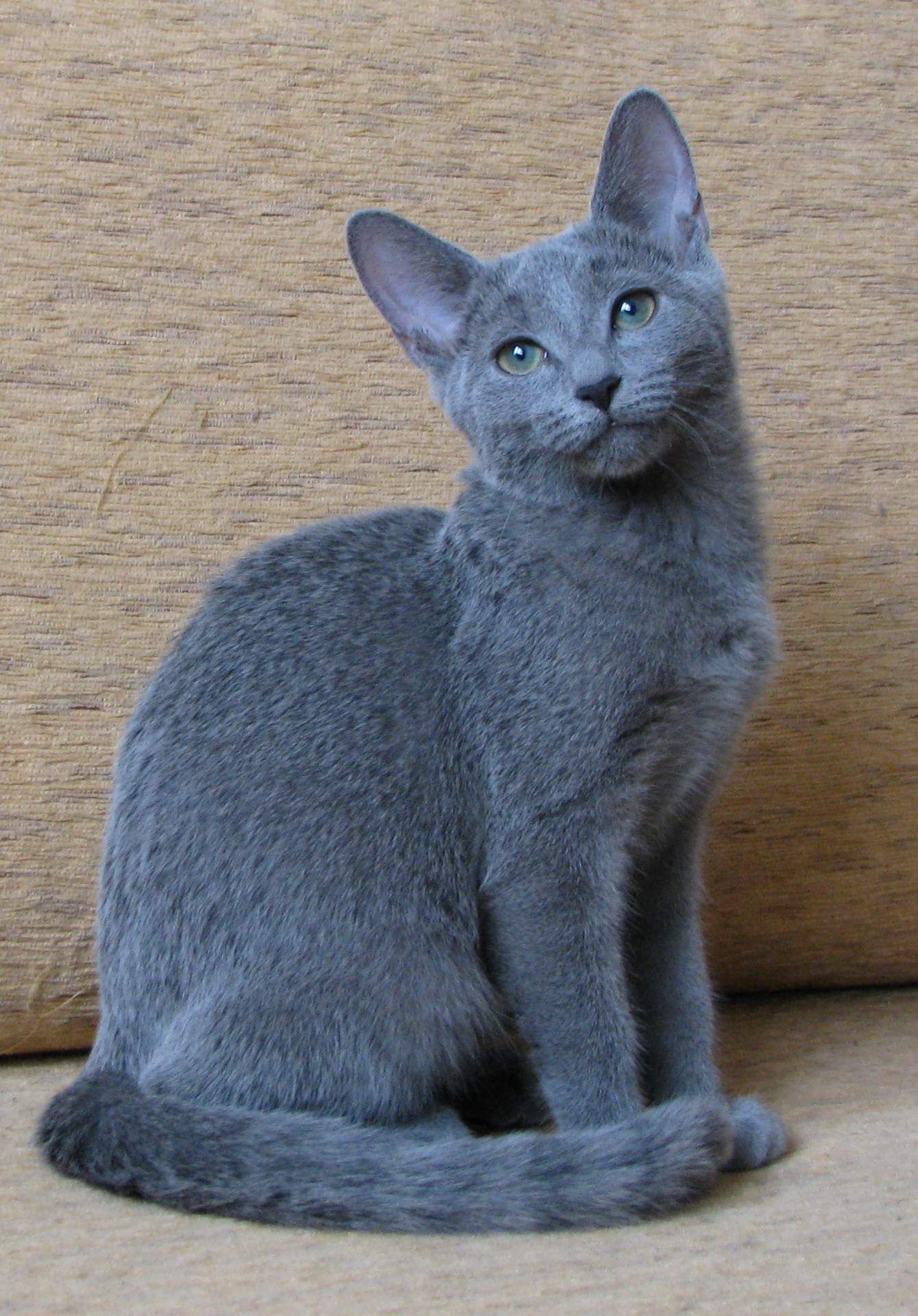 Russian Blue photo 2