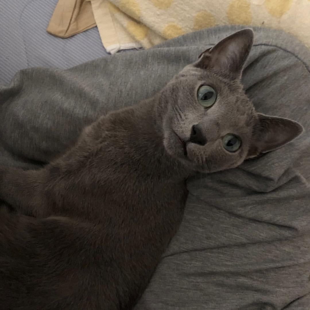 Russian Blue photo 3