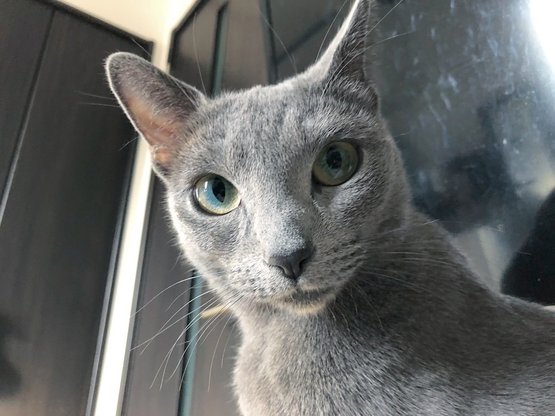 Russian Blue photo 4