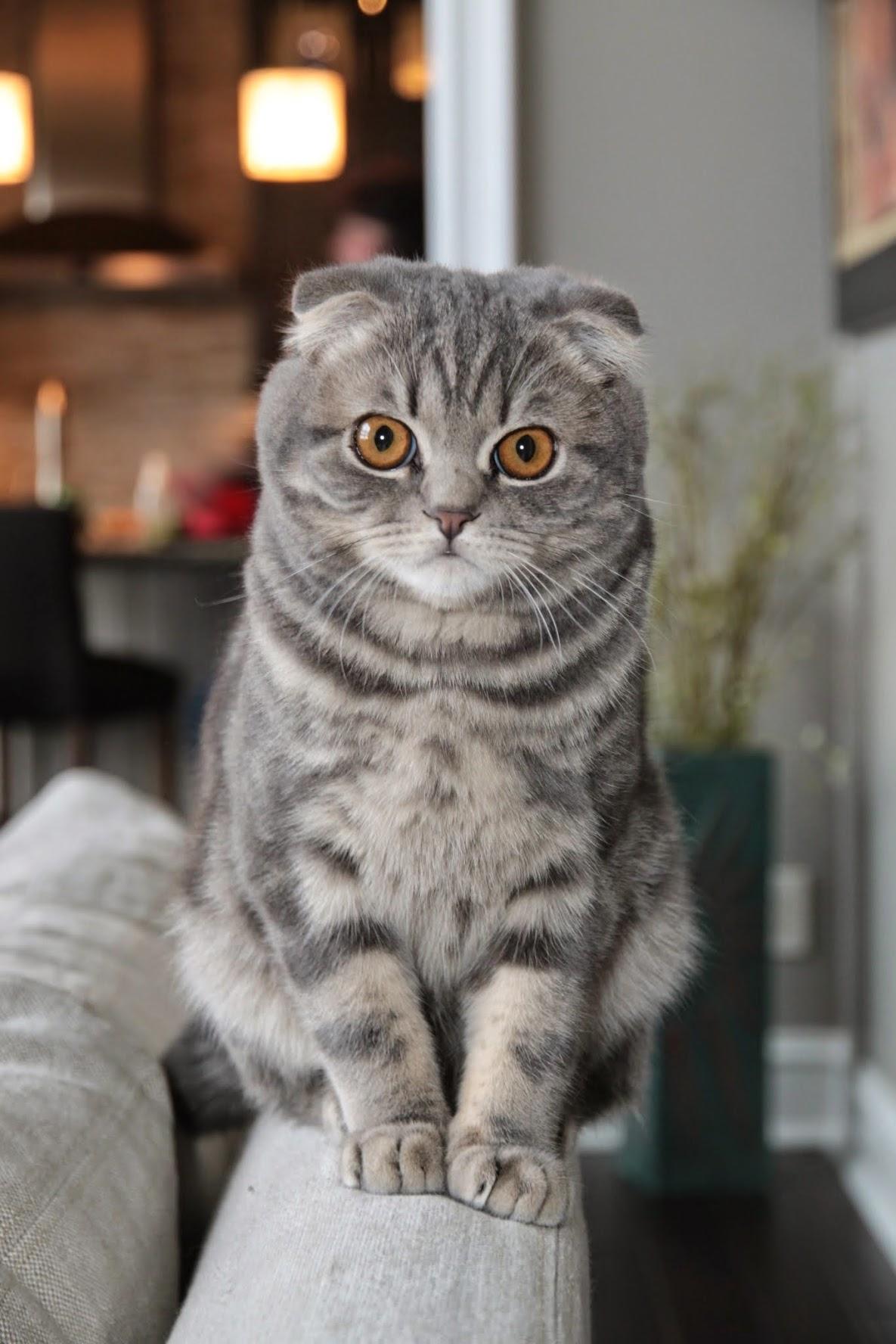 Scottish Fold photo 3