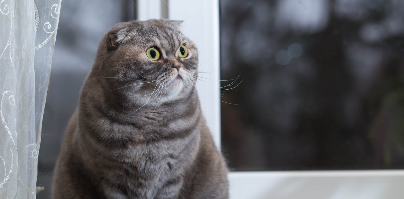 Scottish Fold