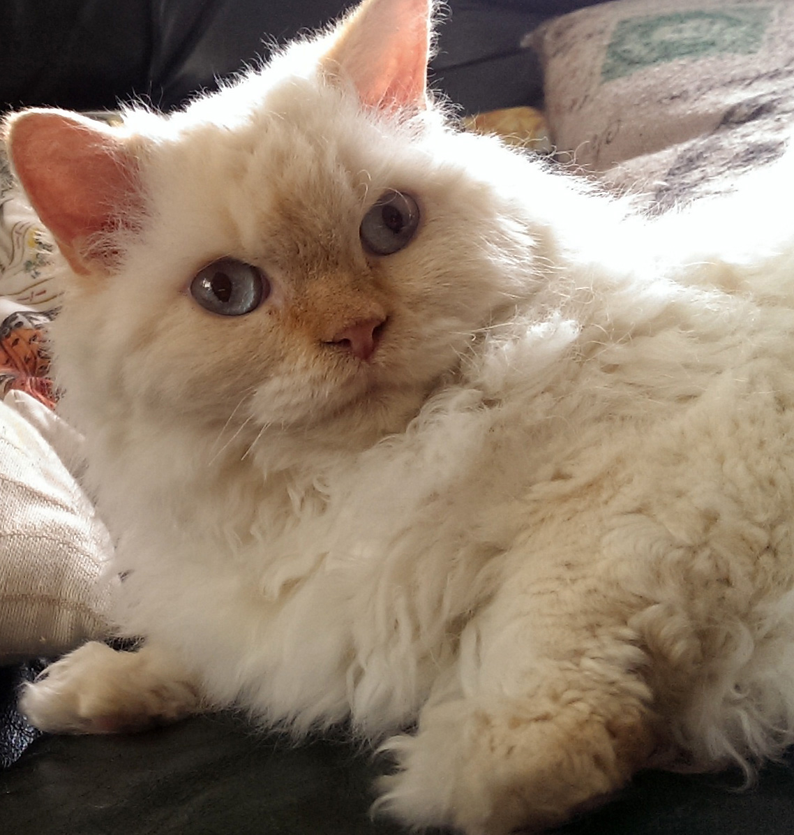 Selkirk Rex photo 3