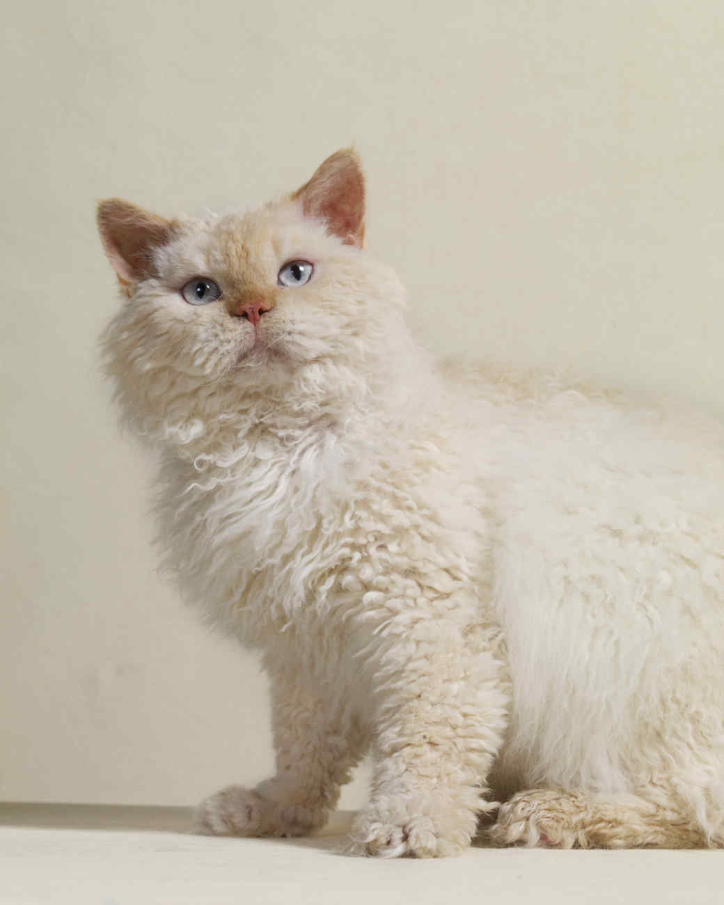 Selkirk Rex photo 4