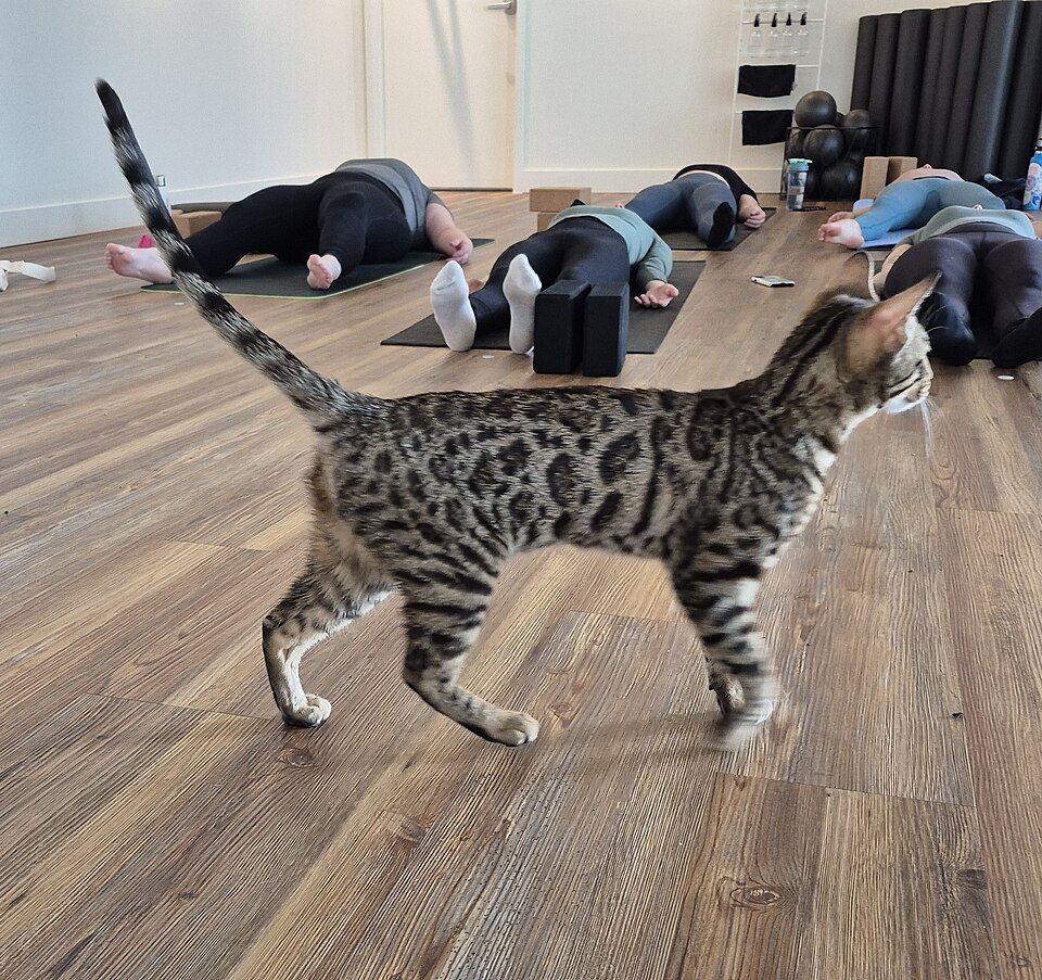 Size & Physical Traits