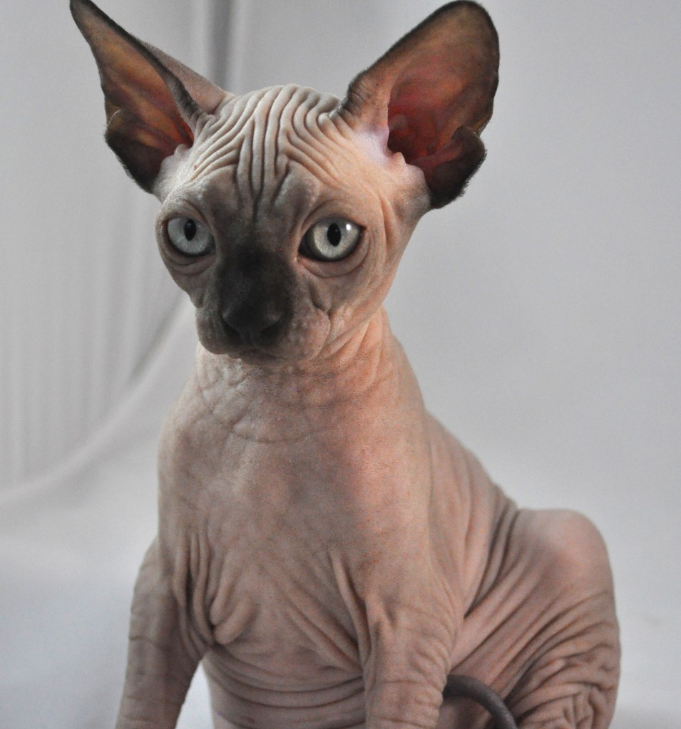 Sphynx photo 2
