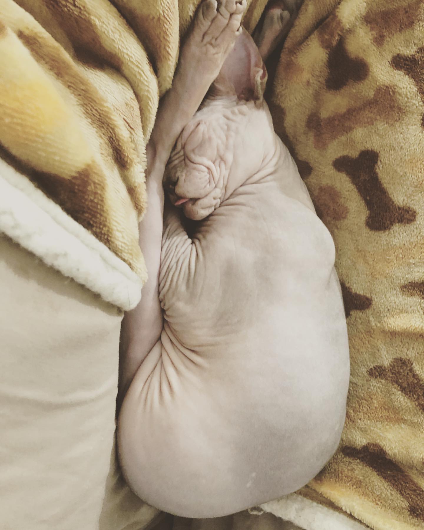 Sphynx photo 3