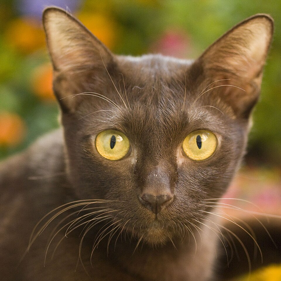 Suphalak Personality Profile