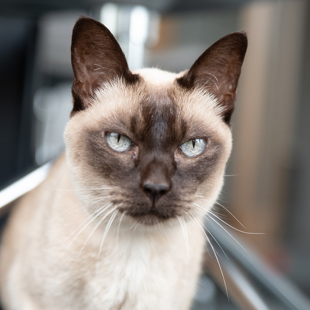 Tonkinese photo 3