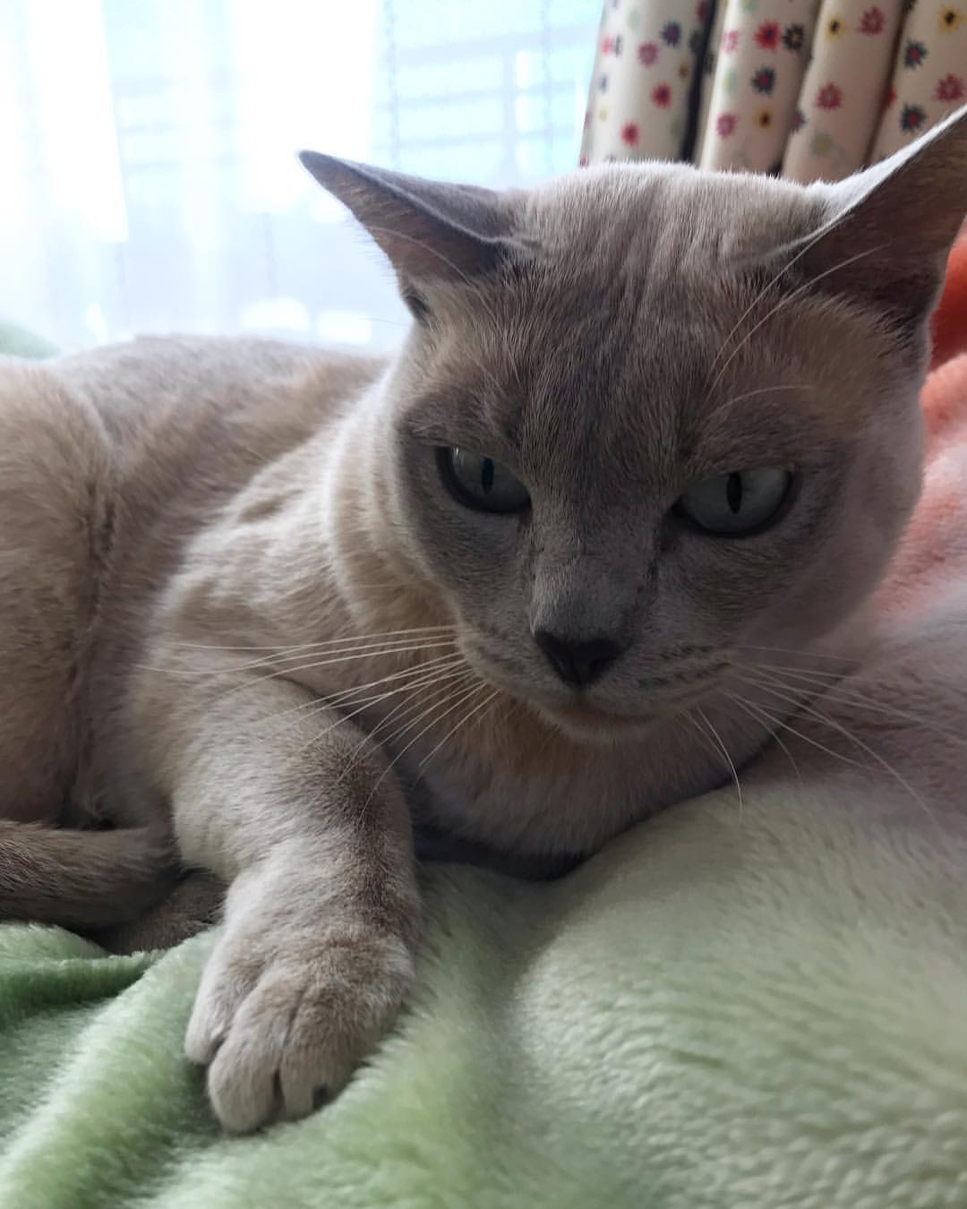 Tonkinese