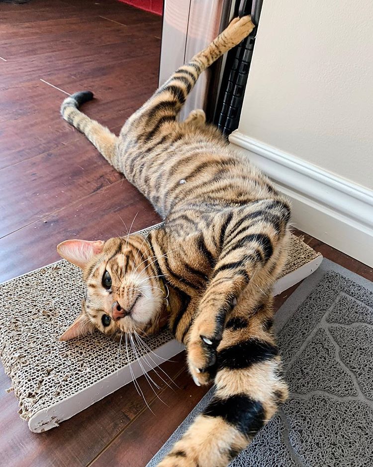 Toyger