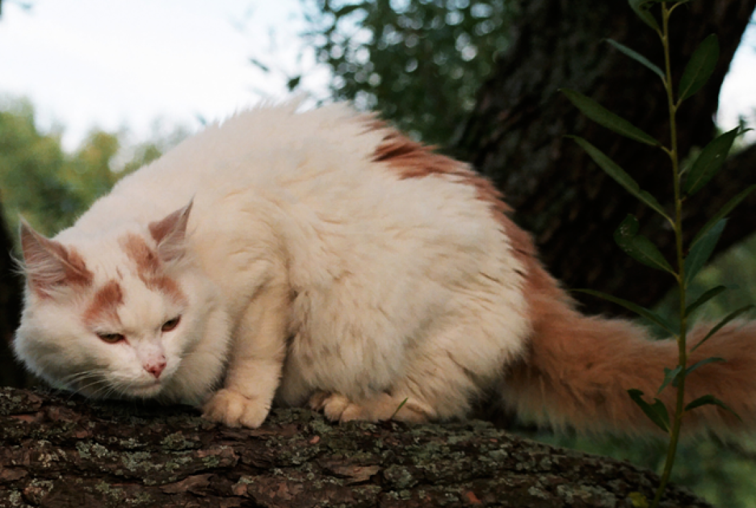Turkish Angora