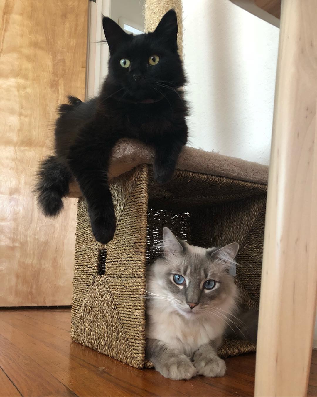 York Chocolate Personality Profile