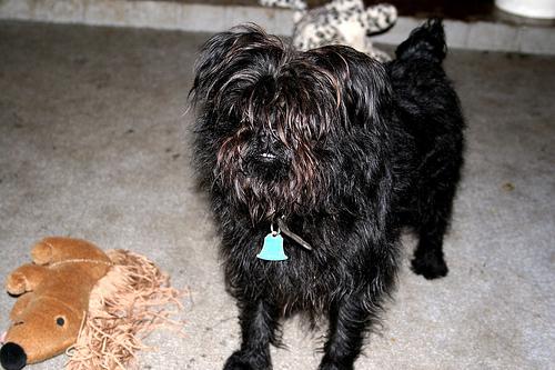 Affenpinscher photo 3