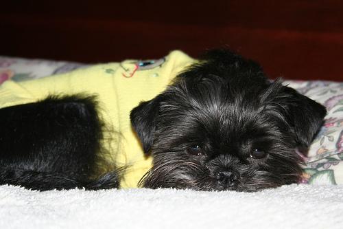 Affenpinscher photo 4