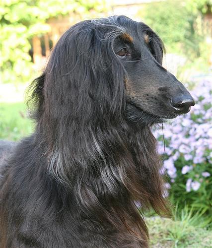 Afghan Hound photo 2