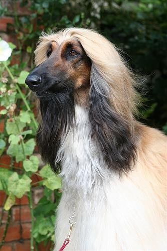 Afghan Hound photo 3