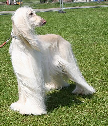 Afghan Hound photo 4