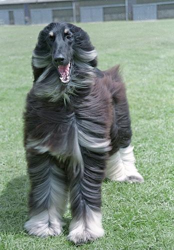 Afghan Hound