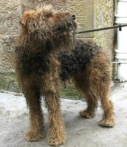 Airedale Terrier photo 2