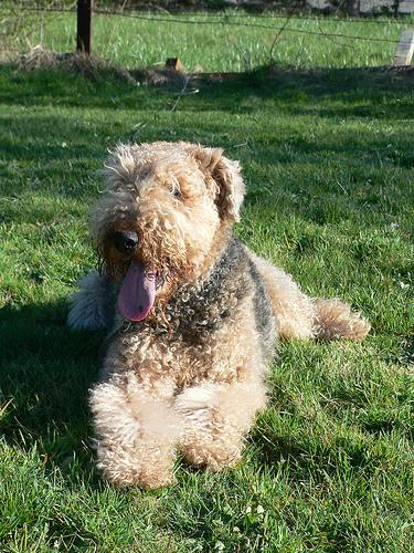 Airedale Terrier photo 3