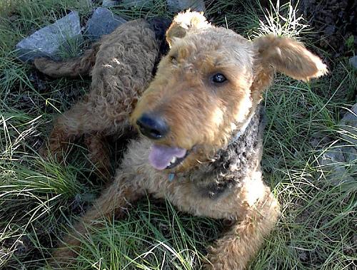 Airedale Terrier photo 4