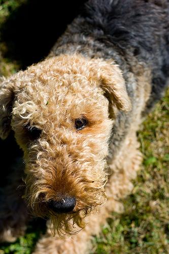 Airedale Terrier