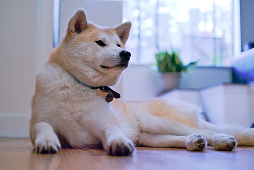 Akita photo 3
