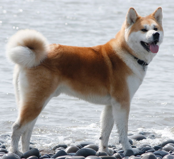 Akita photo 4