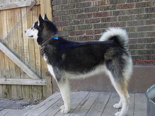 Alaskan Malamute photo 2
