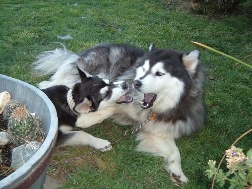 Alaskan Malamute photo 3