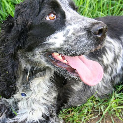 American Cocker Spaniel photo 2