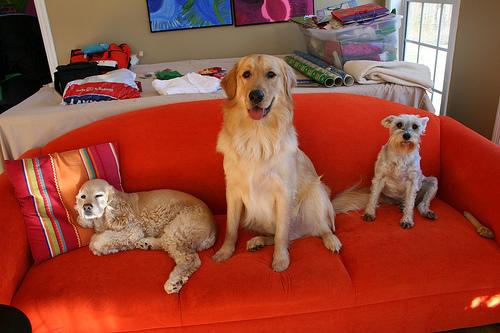 American Cocker Spaniel photo 4