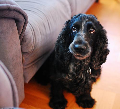 American Cocker Spaniel