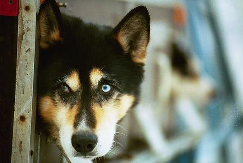 American Eskimo Dog photo 4