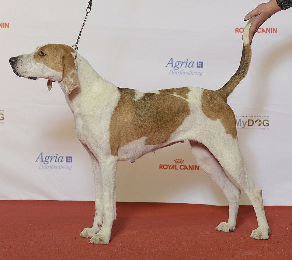 American Foxhound photo 2