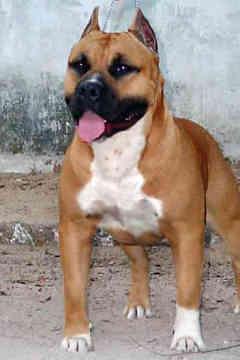 American Staffordshire Terrier photo 2