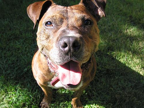 American Staffordshire Terrier photo 3